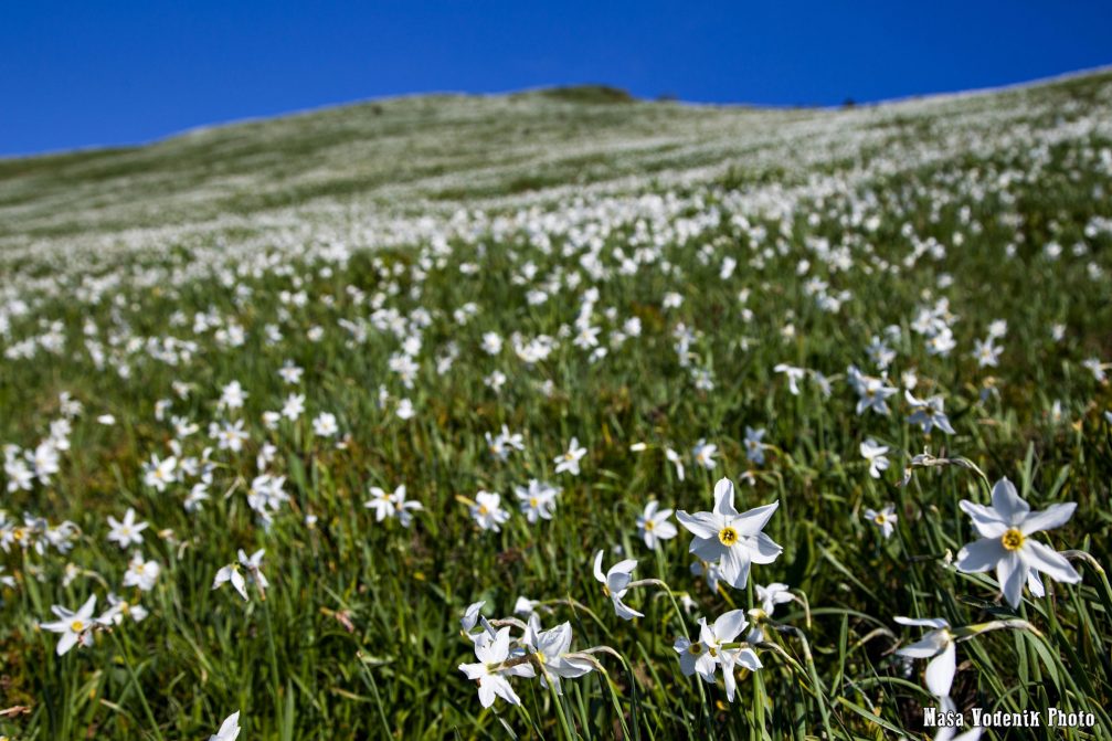 White daffodil flowers on the mountainsides of Golica in northern Slovenia