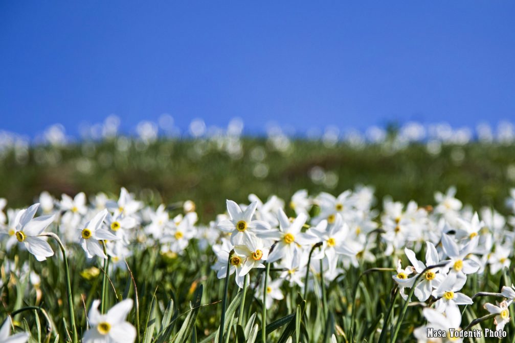 A group of white daffodil flowers in spring