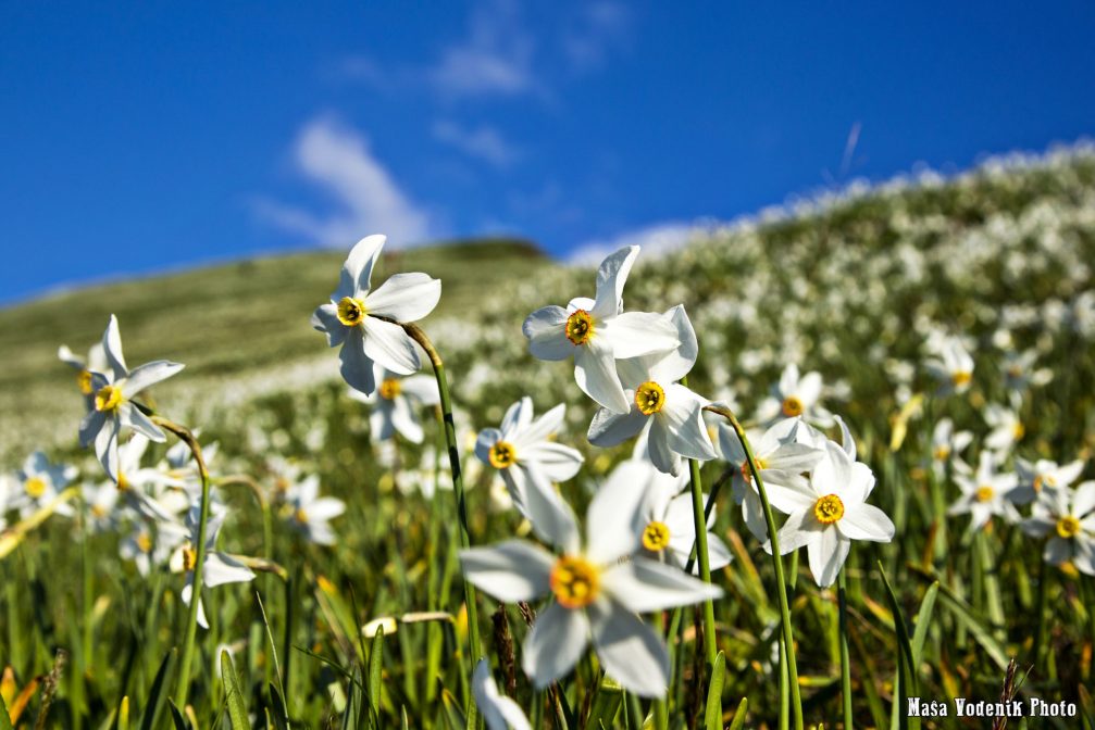 White mountain daffodils in spring on Golica