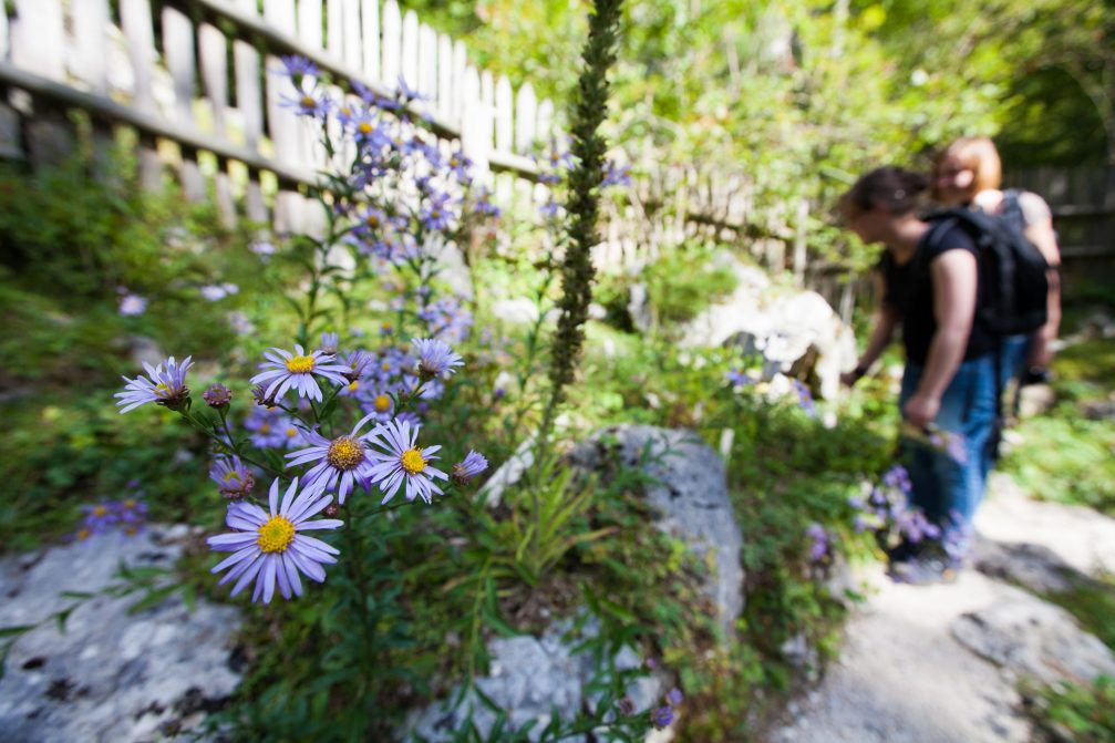 Wildflowers in the Juliana Alpine Botanical Garden in Slovenia