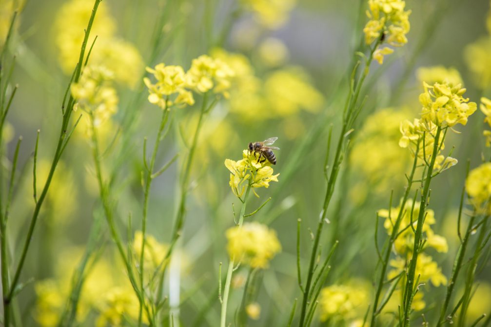 Bee on a wildflower in Slovenia in spring