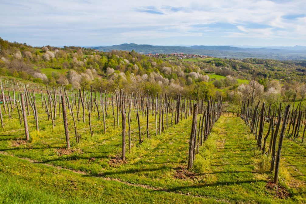 Vineyards in Bela Krajina in southeastern Slovenia in spring