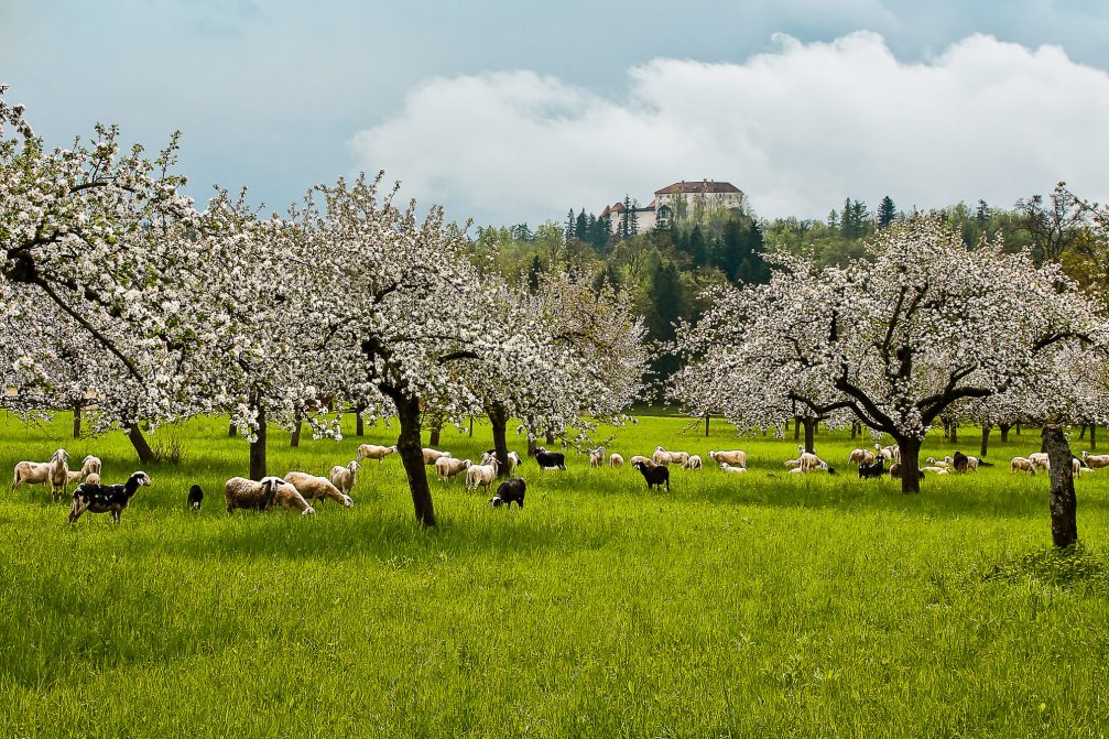 Blooming orchard with fruit trees below the Bled Castle in spring