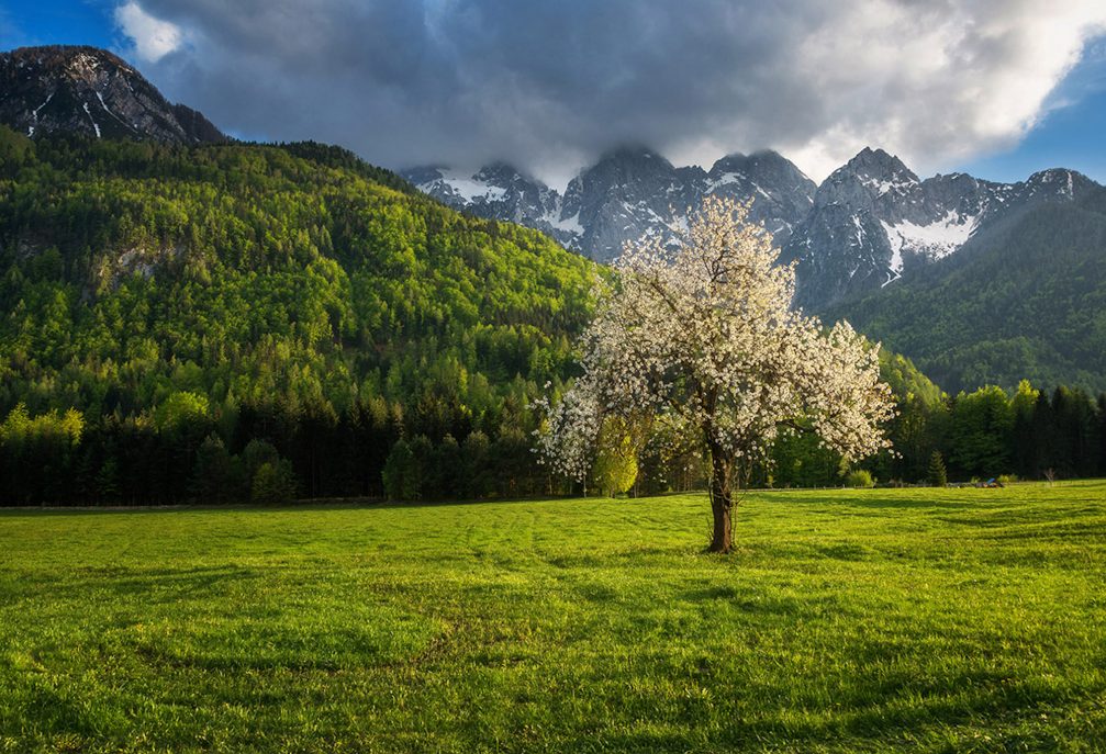 A cherry tree in full bloom in the Gorenjska region of Slovenia