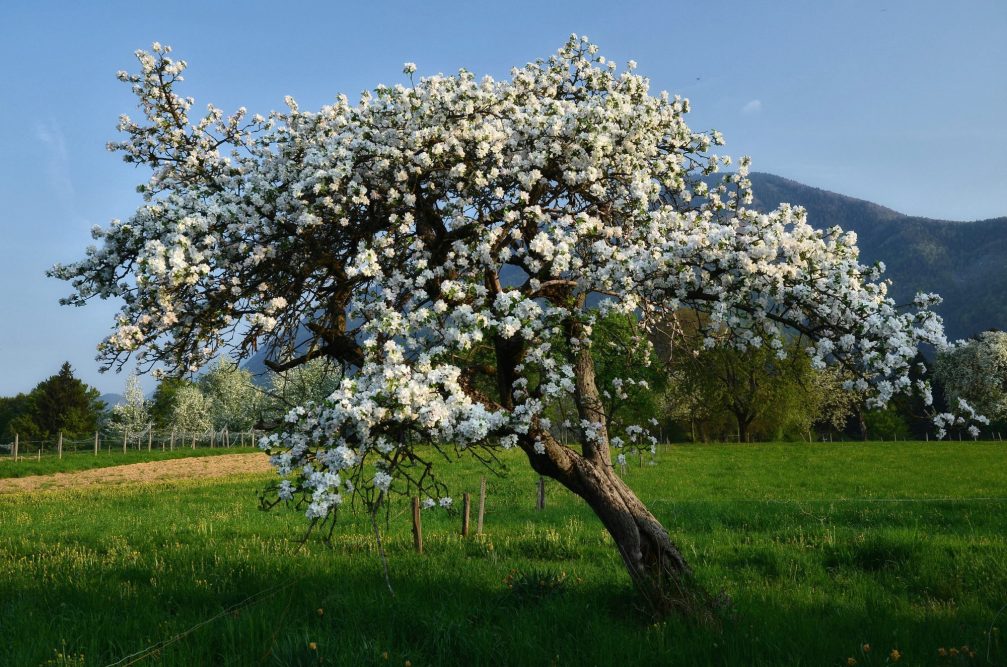 A fruit tree in full bloom in spring with hundreds of thousands of blossoms