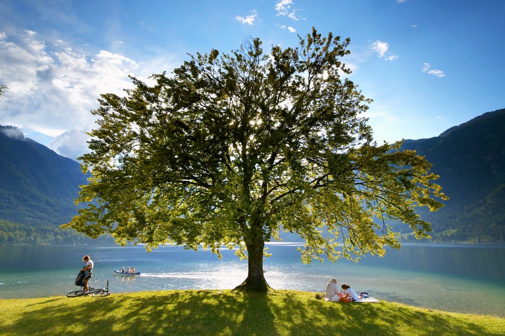 A glorious tree with a large green crown in front of Lake Bohinj in spring