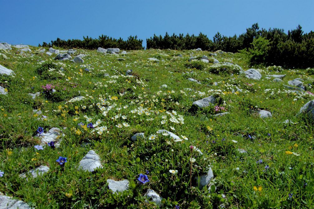 Wild flowers in the Slovenian Alps above Bohinj, Slovenia