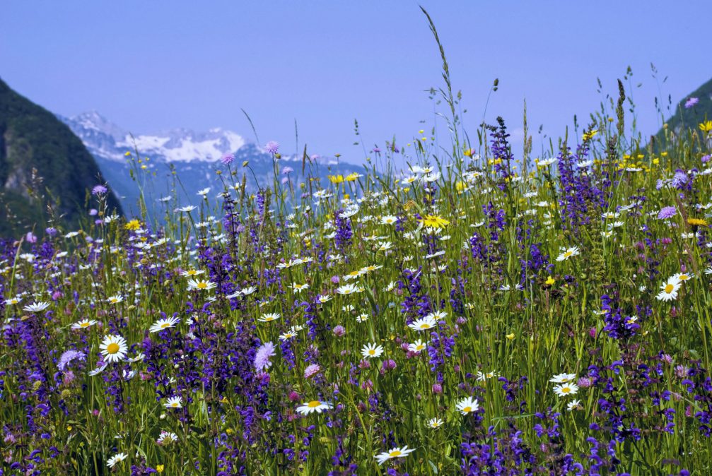 Wild flowers in Bohinj, Slovenia in Spring