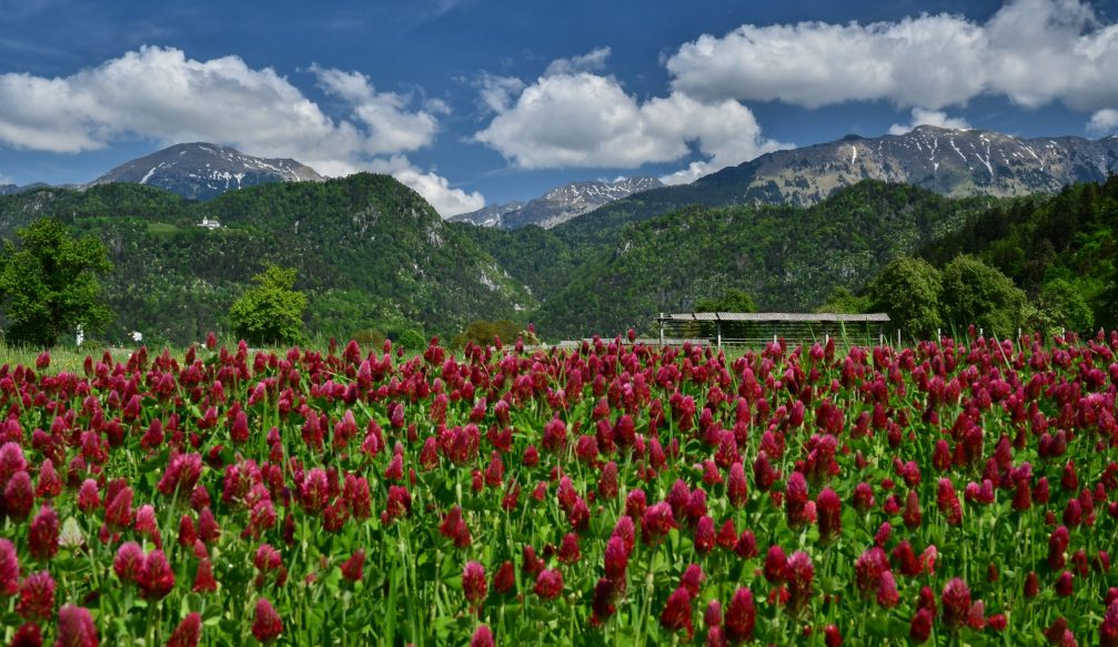 A beautiful field of crimson clover in Slovenia in spring