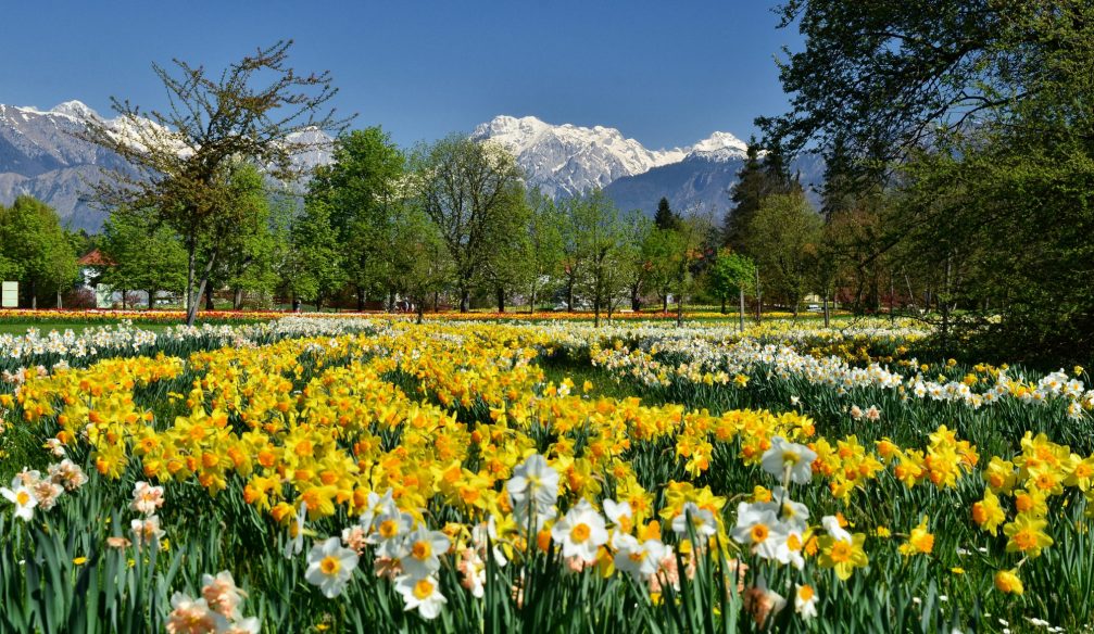 White and yellow daffodils in Arboretum Volcji Potok in Slovenia in spring