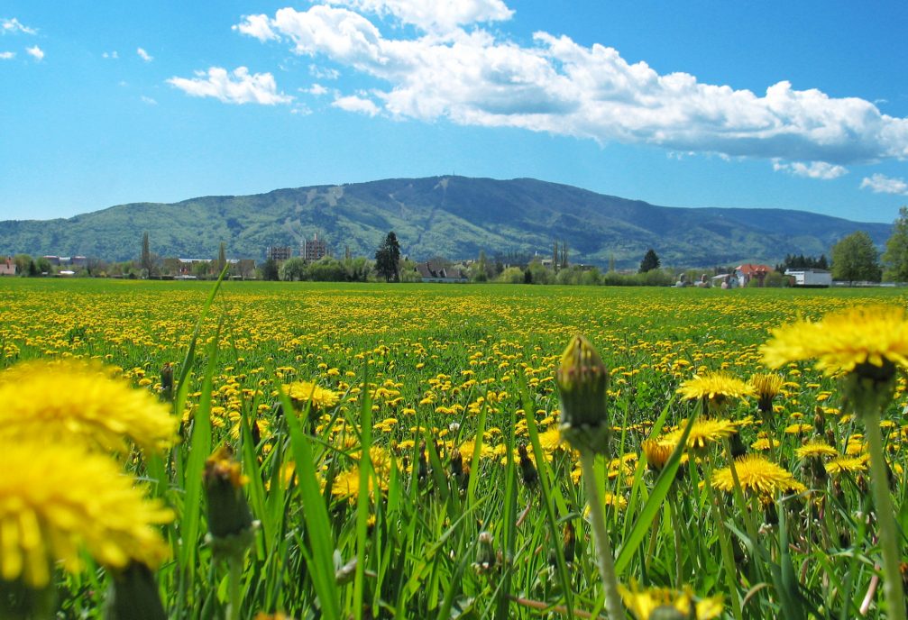 A beautiful meadow full of yellow dandelion in the Stajerska region in Slovenia