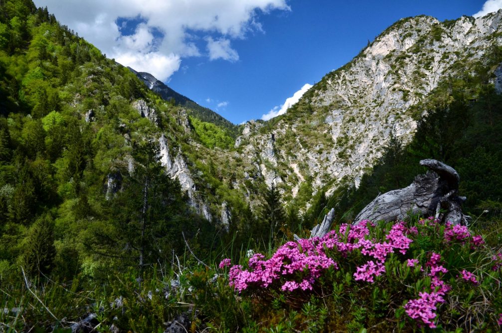 Garland flower in Triglav National Park in northwestern Slovenia