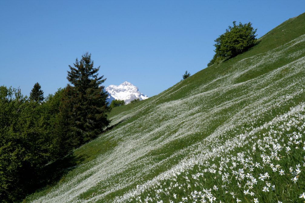 Meadows under Mount Golica covered in a white blanket of daffodils and Mount Triglav in the background