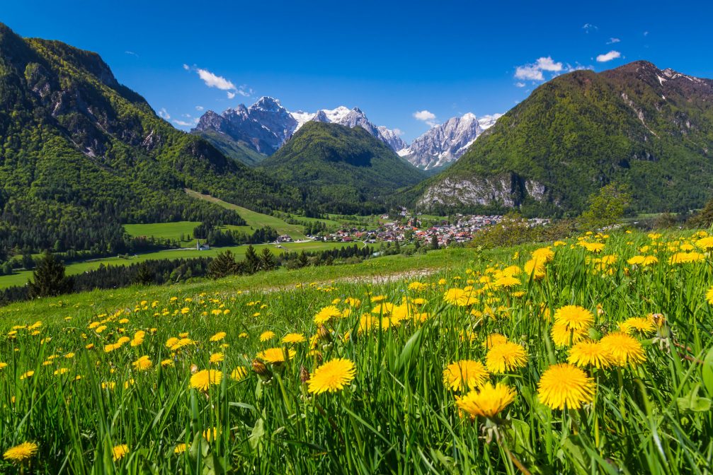 A beautiful yellow blanket of dandelion flowers in the Gorenjska region of Slovenia in spring