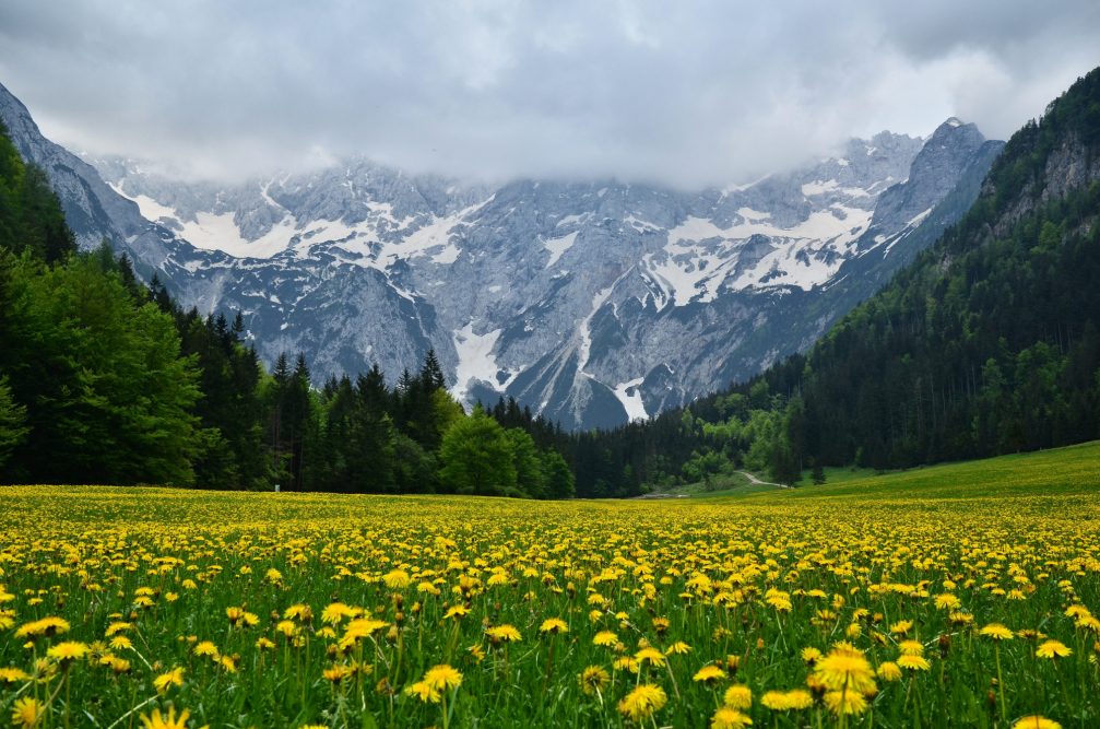 A meadow full of yellow dandelion in Jezersko, a mountain valley in northern Slovenia