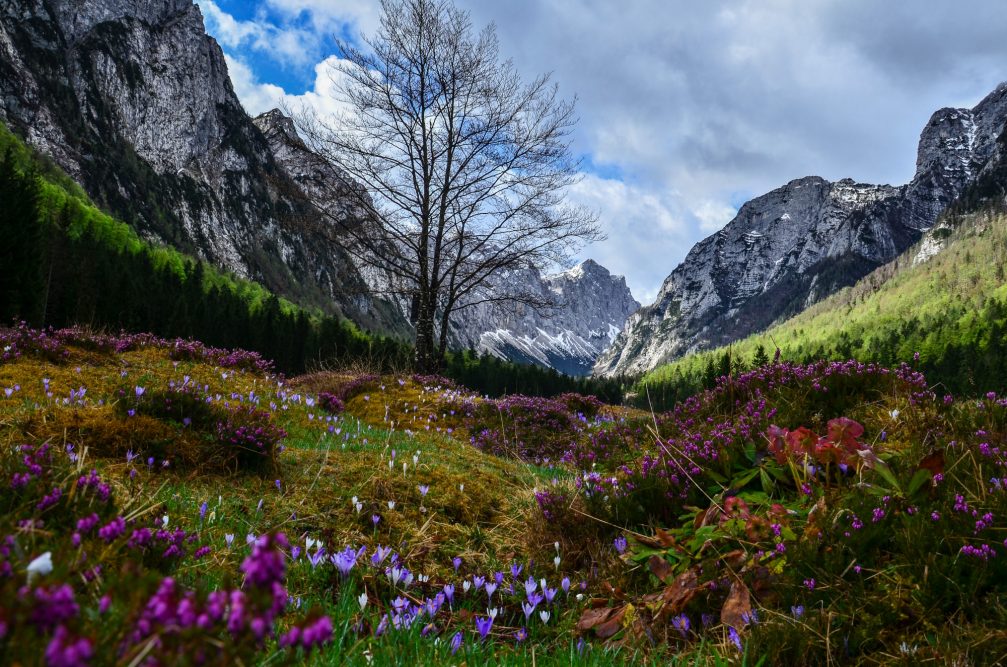 Krma Valley in spring with all sorts of flowers blooming everywhere