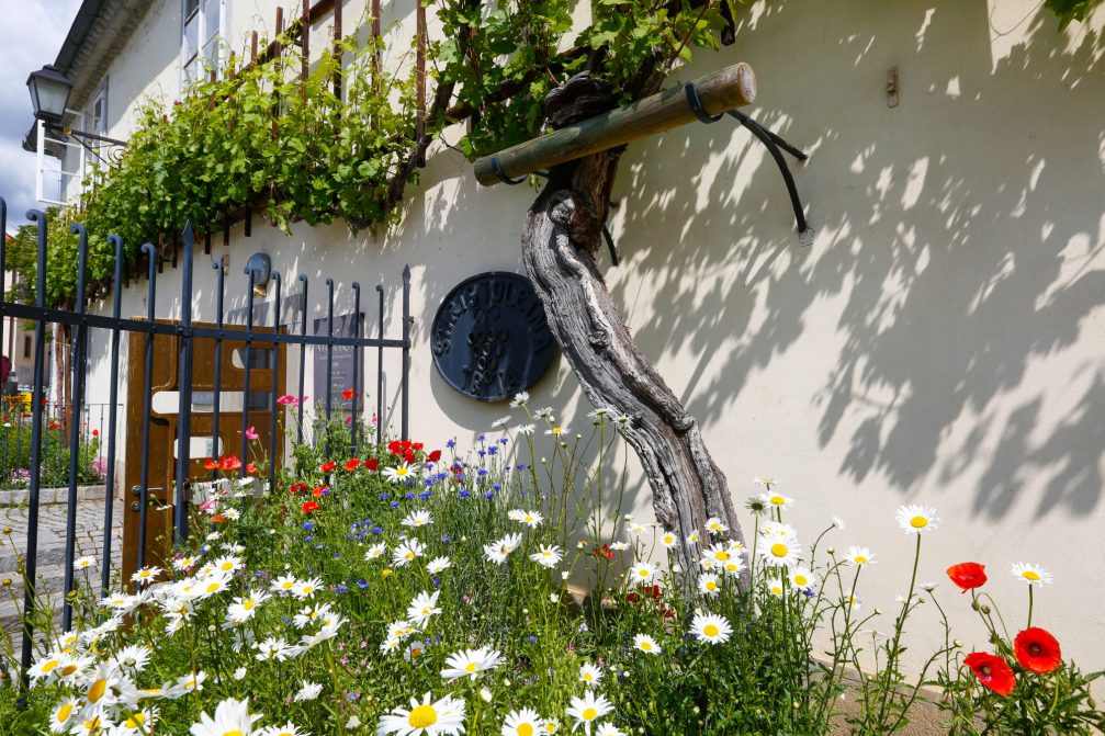 Old Vine in front of the Old Vine House at Lent in Maribor, Slovenia