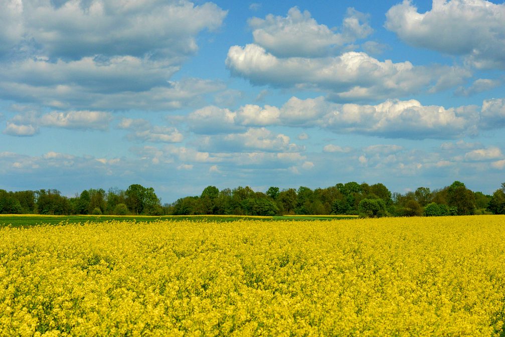 Yellow rapeseed field in full bloom in the Prekmurje region in northeastern Slovenia in spring