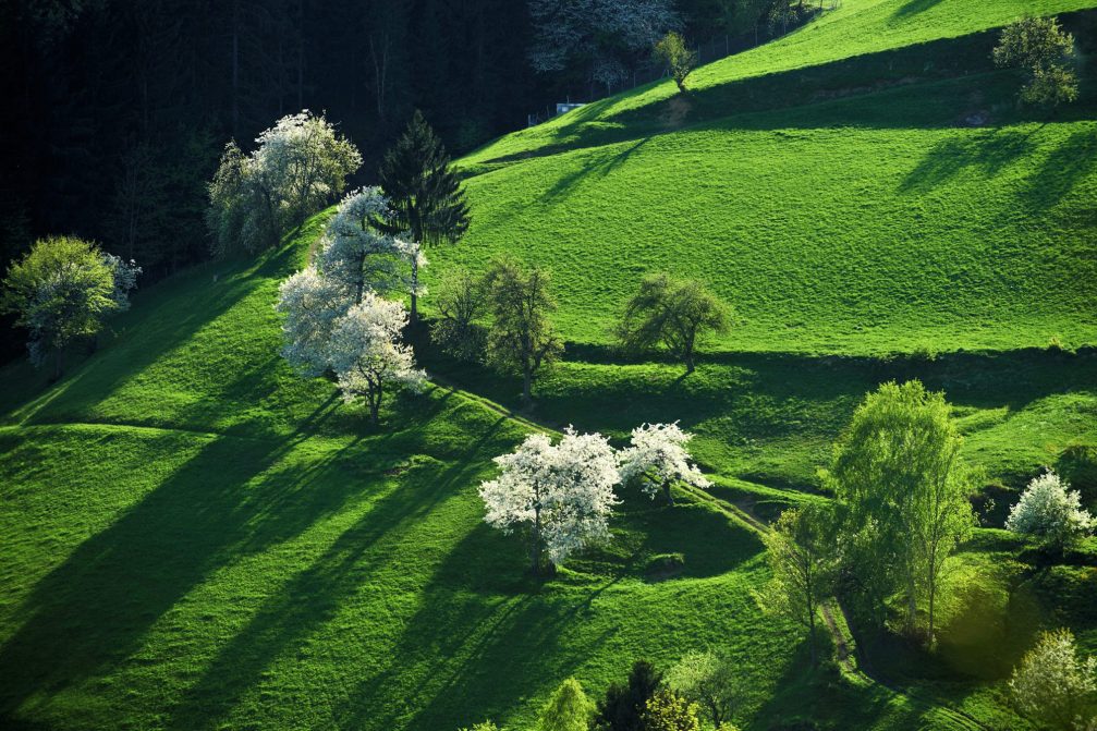 Elevated view of blossoming fruit trees in Strojna in the Carinthia region in northern Slovenia