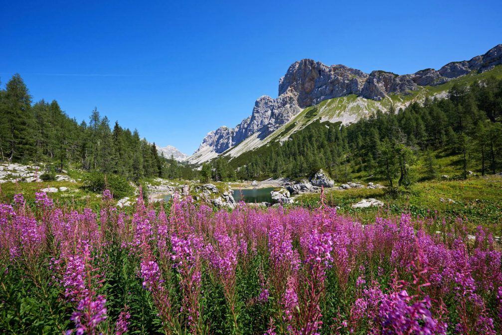 Wild flowers in the Triglav Lakes Valley in the Julian Alps in spring