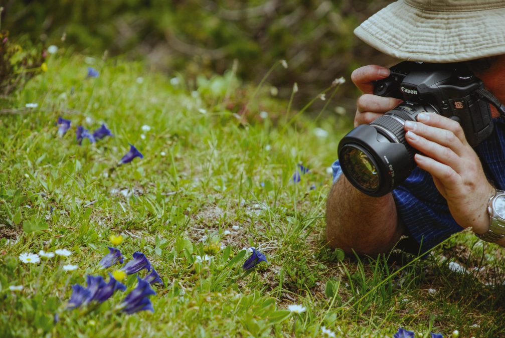 Spring-flowering Trumpet Gentian in the Slovenian Alps in spring