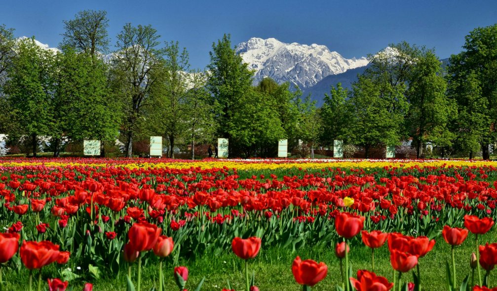 Thousands of tulips in Arboretum Volcji Potok in Slovenia during the tulip season