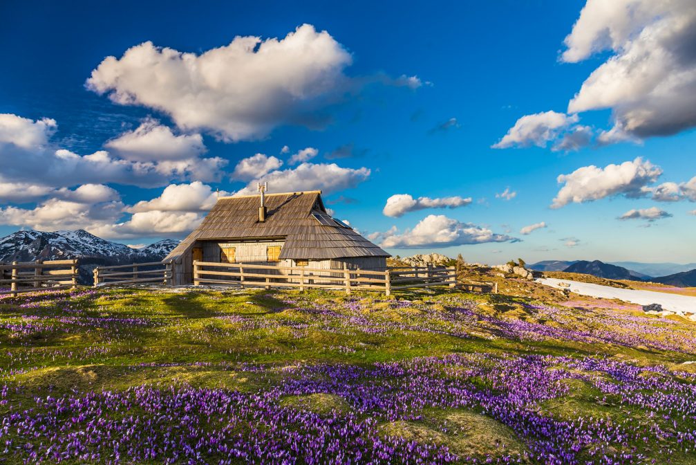 Fields of purple spring crocuses on Velika Planina in Slovenia