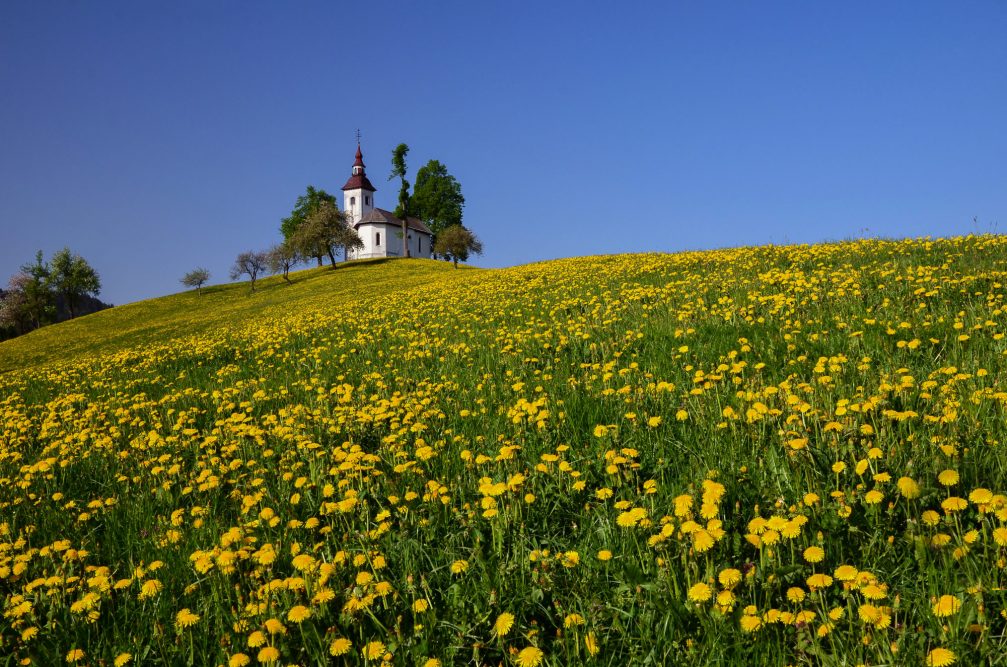 A beautiful meadow full of yellow dandelion and the hilltop Church of St. Thomas in Sveti Tomaz, Slovenia