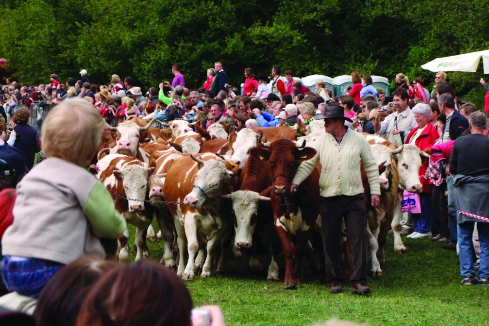 The Cows Ball event in Bohinj that celebrates the return of the cows from the high mountain pastures to the valleys