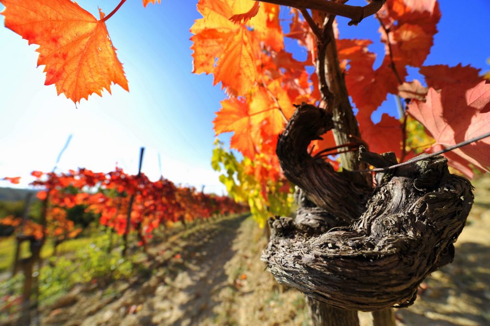 Fall foliage of the vines in Slovenia