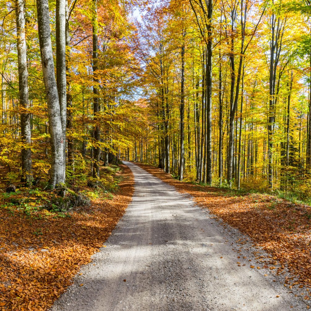 A dirt road leading through the forest in autumn