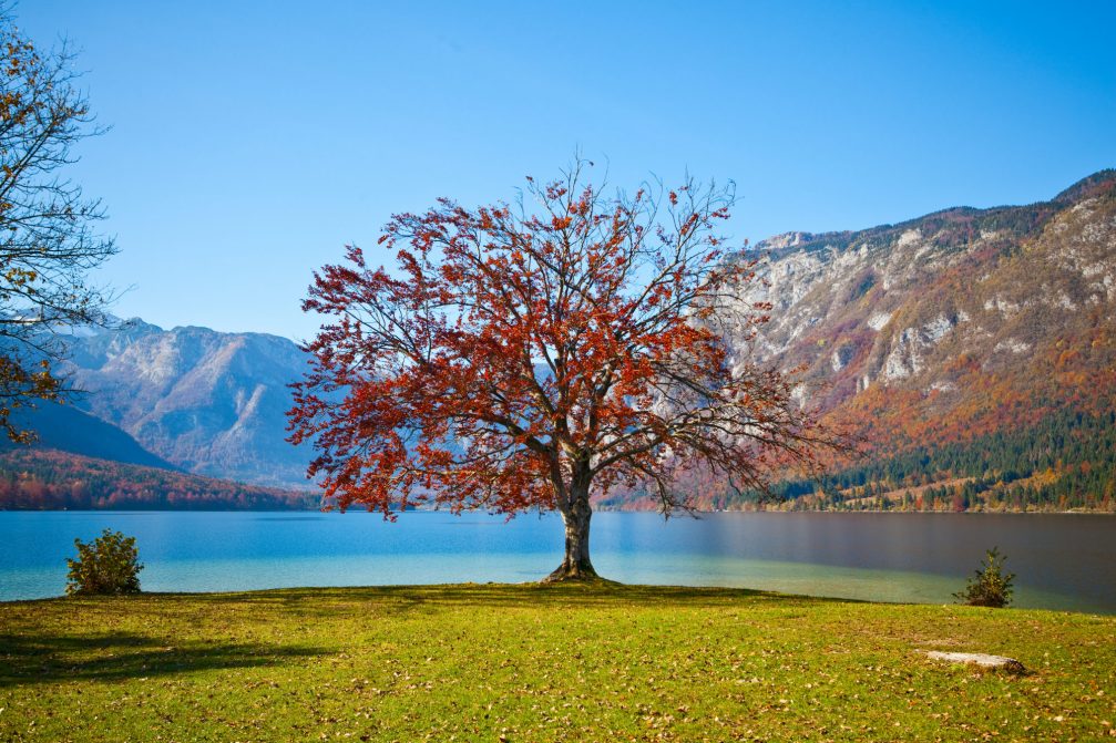 Fagus sylvatica, the European beech or common beech, with leaves in autumn colour on the shore of Lake Bohinj in Slovenia