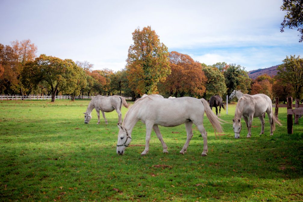 A group of white Lipizzaner horses at the Lipica Stud Farm in autumn