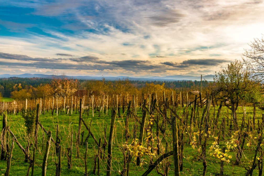 A view of a vineyard in Slovenia in autumn