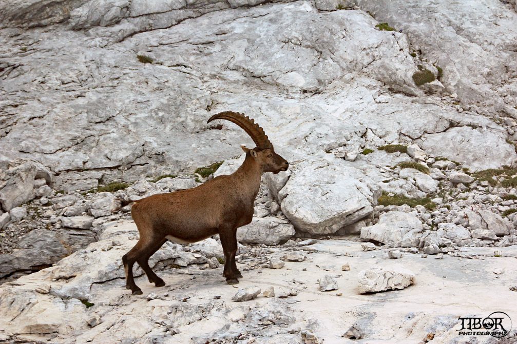An Alpine Ibex on the rocky slopes of the Julian Alps in the Triglav National Park