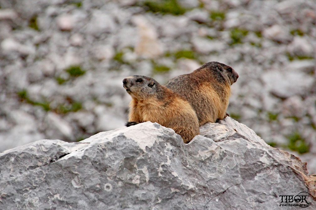 Alpine Marmots on the rocky slopes of the Julian Alps in the Triglav National Park