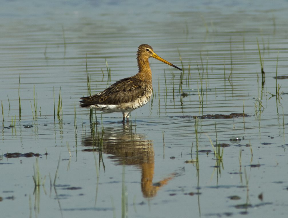 Black-tailed godwit in Skocjanski Zatok Nature Reserve in Koper, Slovenia