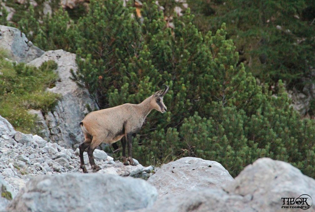 A chamois on the rocky slopes of the Julian Alps in the Triglav National Park