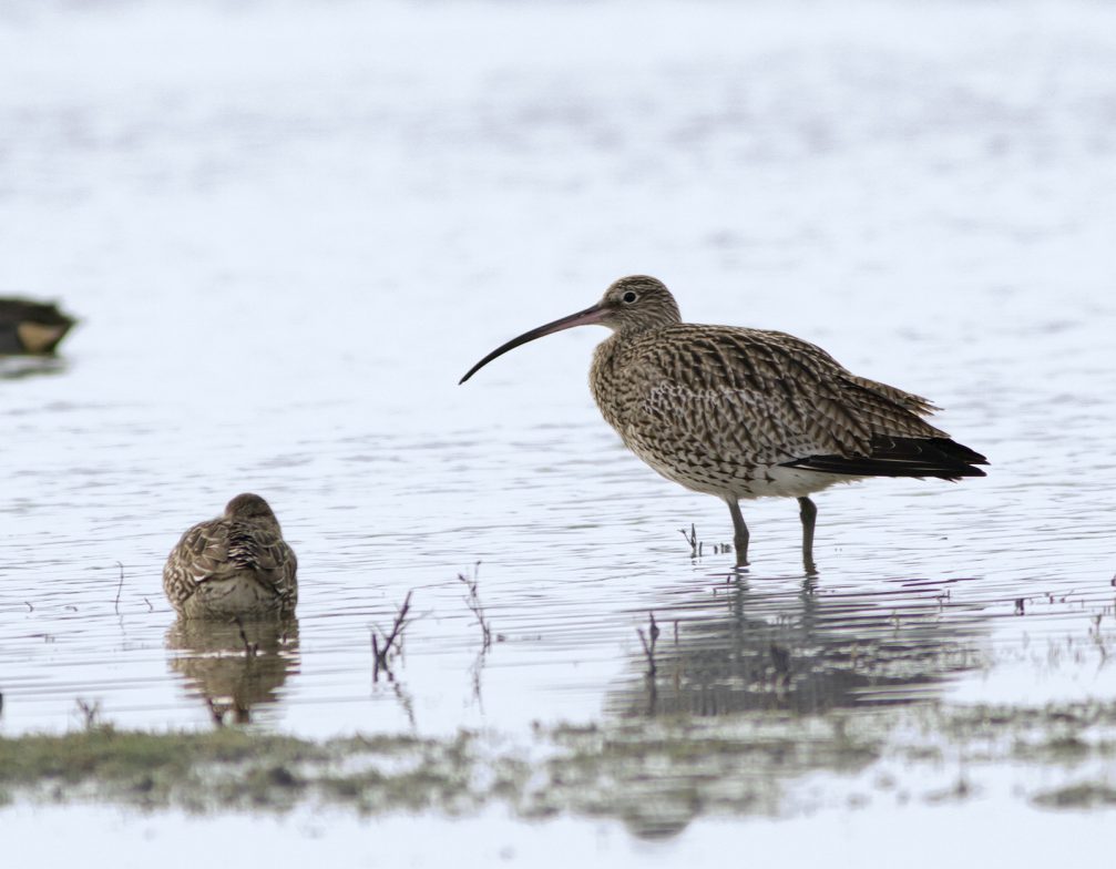 Common curlew in Skocjanski Zatok Nature Reserve in Koper, Slovenia