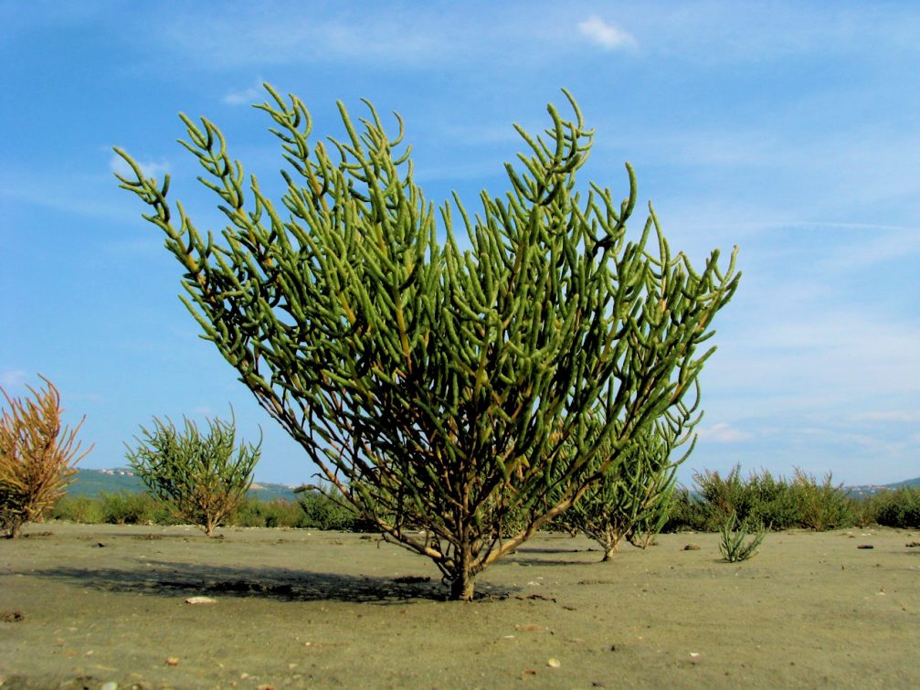 Common glasswort in Skocjanski Zatok Nature Reserve in Koper, Slovenia