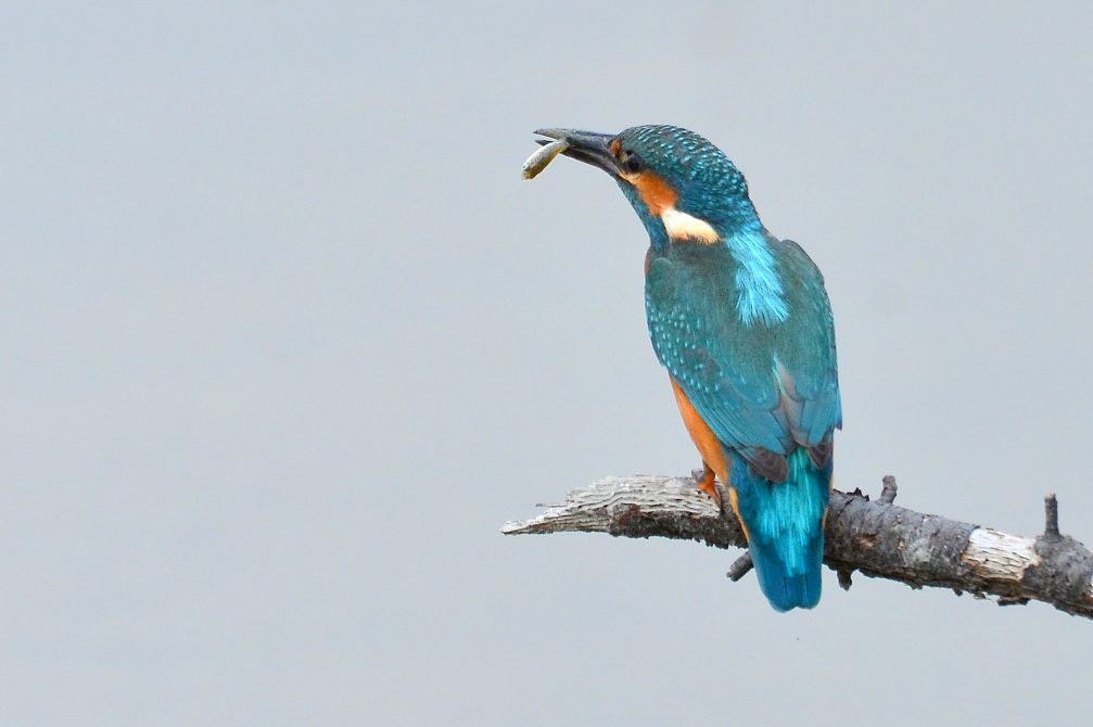 Common kingfisher in Skocjanski Zatok Nature Reserve in Koper, Slovenia