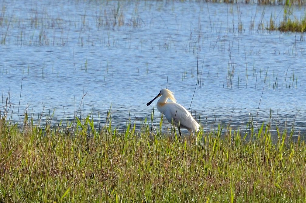 Eurasian spoonbill or common spoonbill in Skocjanski Zatok Nature Reserve in Koper, Slovenia