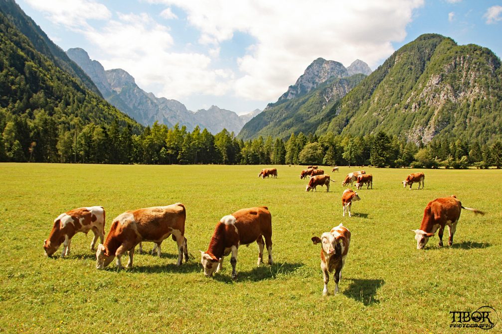 Herd of dairy cows on a pasture in the Triglav National Park in Slovenia
