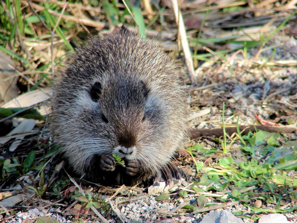 Coypu, also known as nutria in Skocjanski Zatok Nature Reserve in Koper, Slovenia