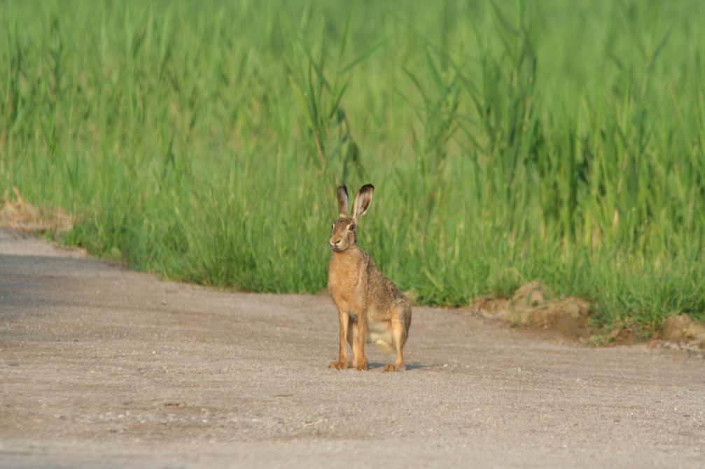 European hare in Skocjanski Zatok Nature Reserve in Koper, Slovenia