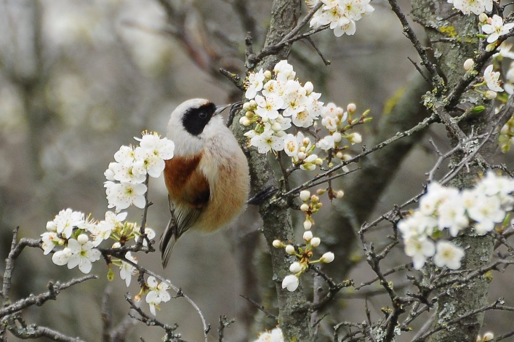 European penduline tit in Skocjanski Zatok Nature Reserve in Koper, Slovenia