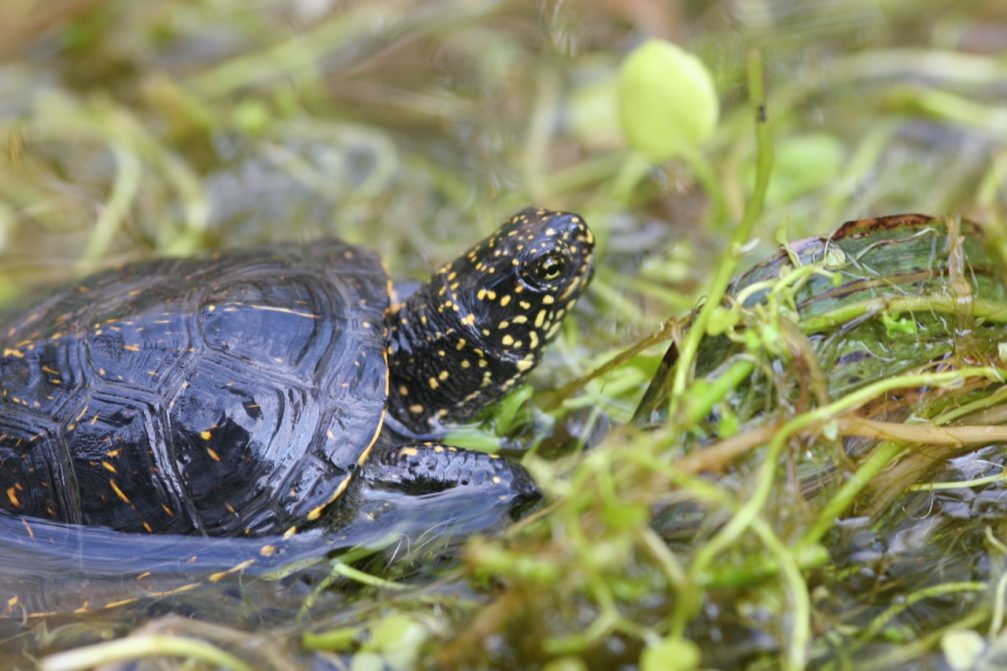 European pond turtle in Skocjanski Zatok Nature Reserve in Koper, Slovenia