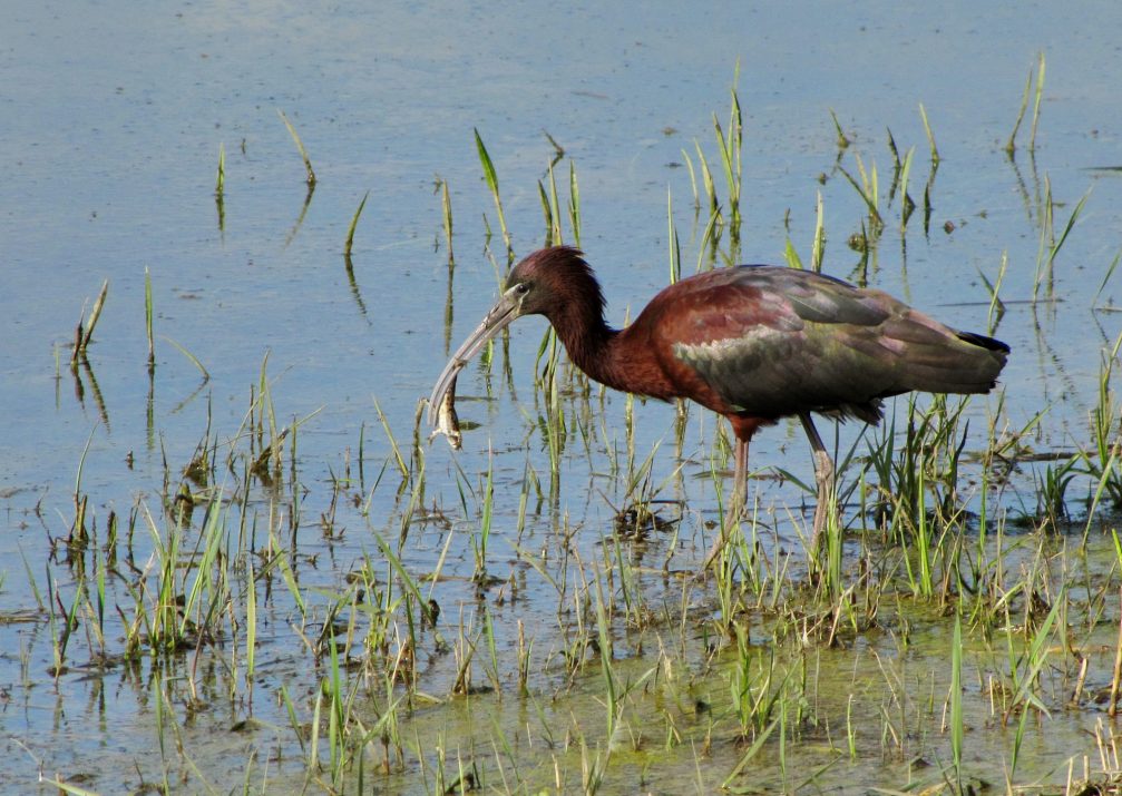 Glossy ibis in Skocjanski Zatok Nature Reserve in Koper, Slovenia