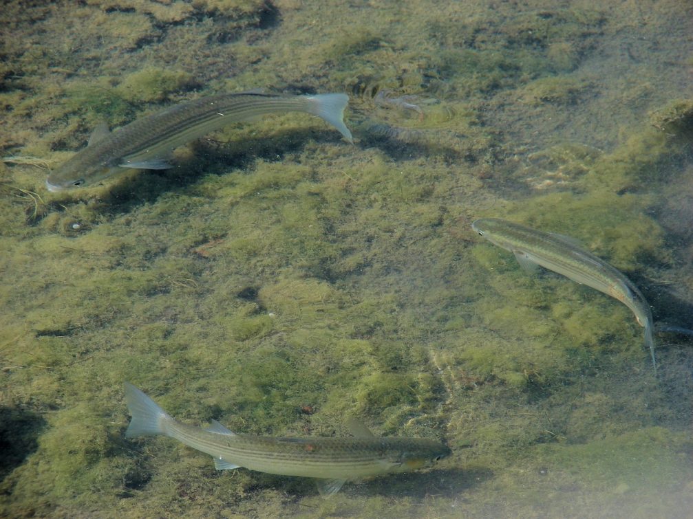 Golden grey mullet in Skocjanski Zatok Nature Reserve in Koper, Slovenia