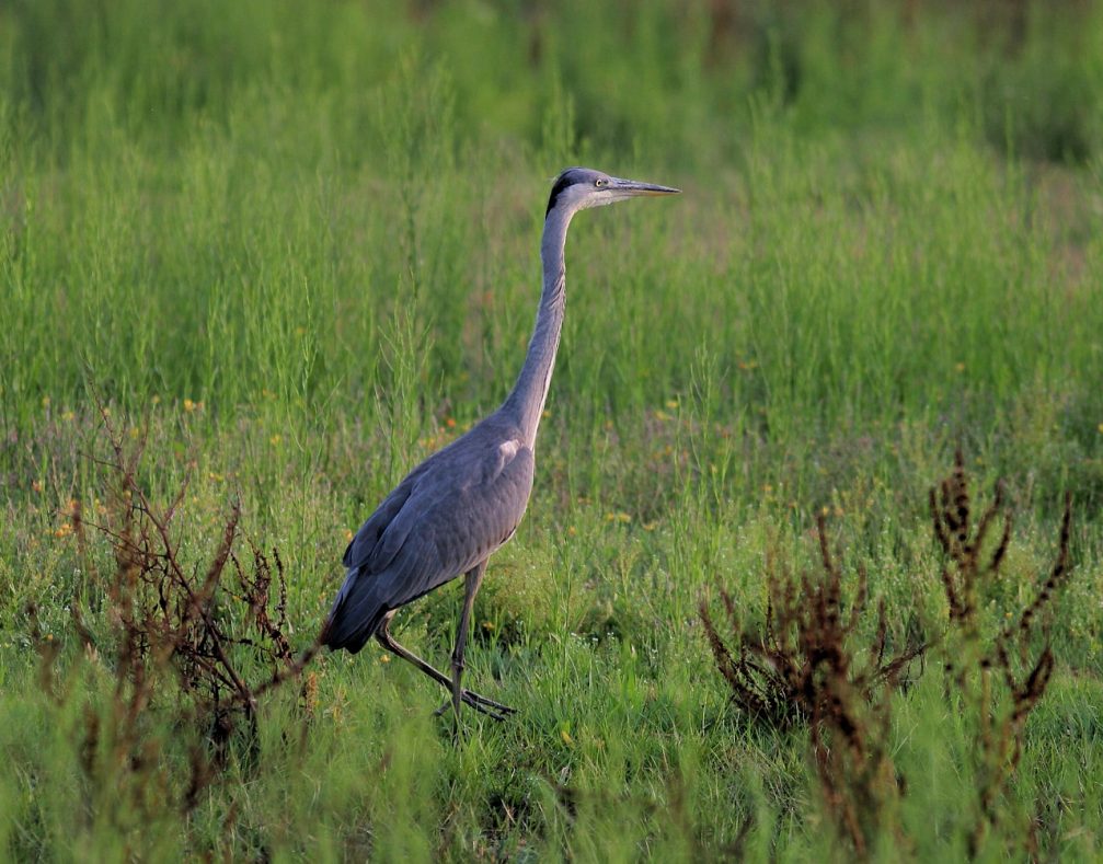 Grey heron in Skocjanski Zatok Nature Reserve in Koper, Slovenia